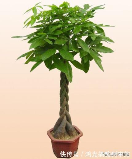 适合客厅养的6种“镇宅花”，美观大气又好养，越养越旺家