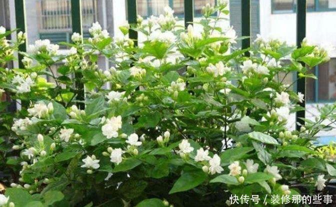 4种花喜欢晒太阳,花朵大花期长,开花红红火火,旺财又旺运!