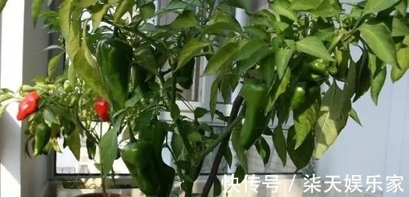 花友|养花不成“改种菜”，红辣椒种在“编织袋”里，一次能摘30斤