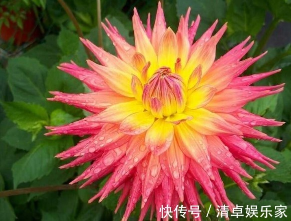 喜欢菊花,不如养盆“稀世名菊”大红芍药,花开似芍药,妩媚端庄
