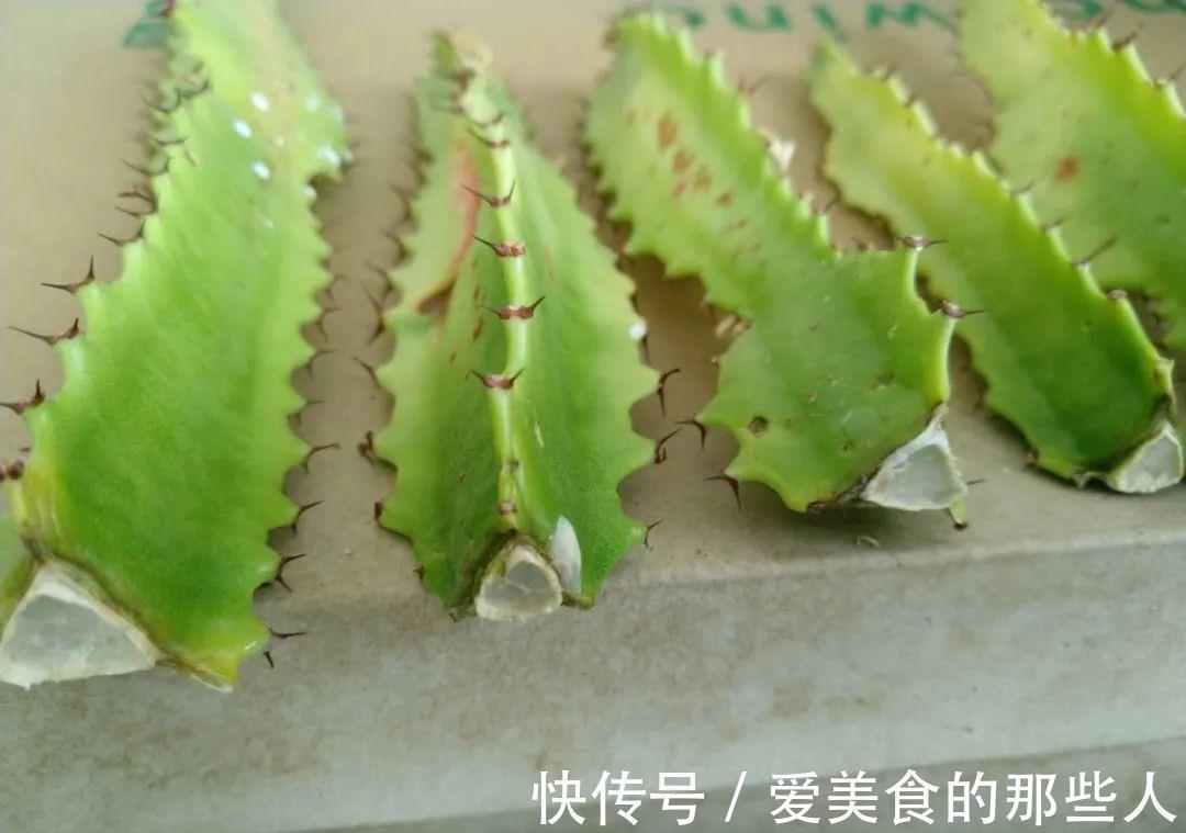 霸气的龙骨出状况,直接砍头扦插,还能促生成塔型,可谓一举多得