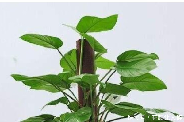 俗语|俗语“一颗绿萝七个鬼”,家中不能放绿萝有啥特别的讲究