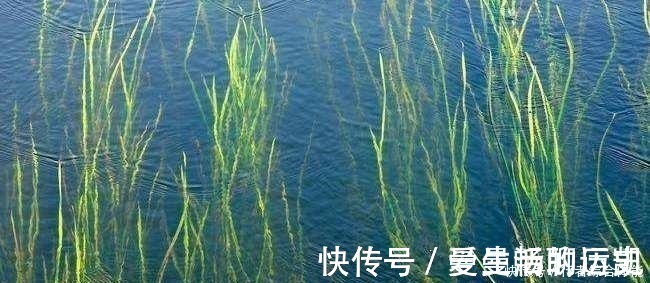 水草处|老话讲“钓鱼要钓草，不然要白跑”！但这4种水草钓也白跑