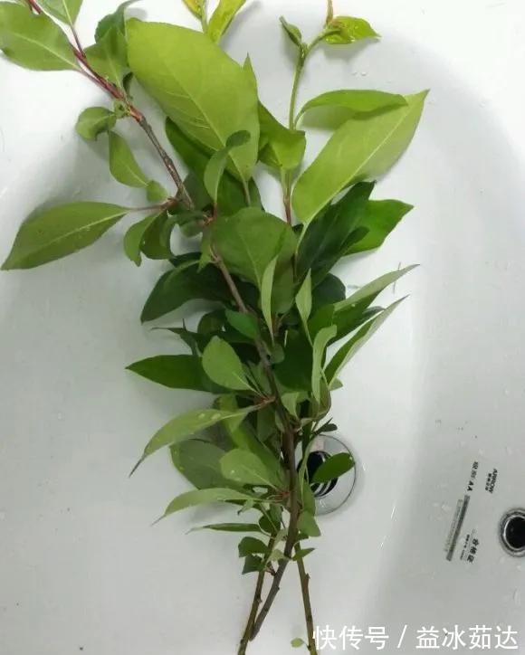 托盘|天热了就插4种花,生根快长势好,一插一大盆