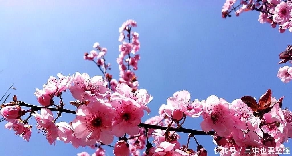 林花&李煜艳冠古今的一首小令,短小凄美朗朗上口,你一定能全词背诵!