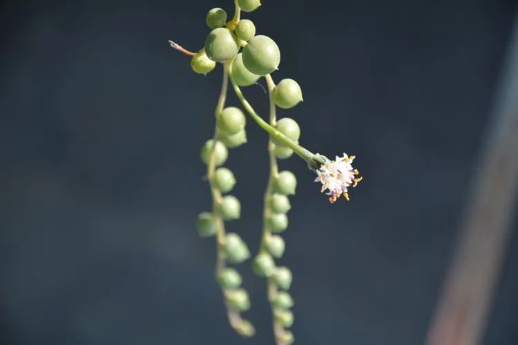 面朝大海的多肉们,在四季变迁中生生不息!