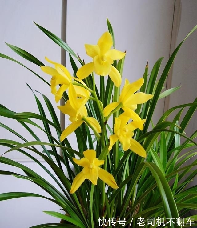 这款兰花,通体金黄耀眼,香味浓郁持久,比绿萝还好养,适合新手