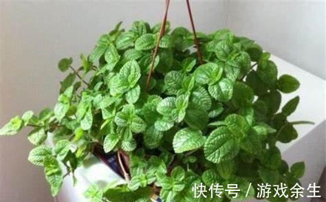 养花试试这几款,病虫害少,适应性强,一年四季都能开花