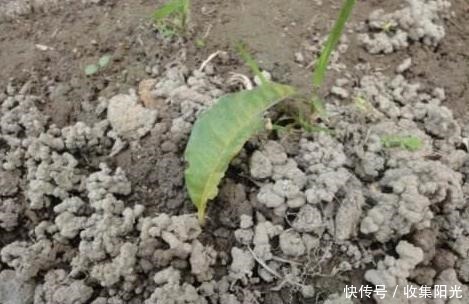 养花捡些“它们”,10年不换盆,土壤不结块,花草呼呼长!