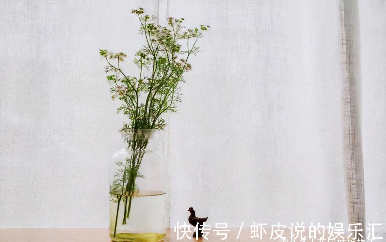 14种冬天开花的花卉，好养不娇气，为冬天添一抹色彩