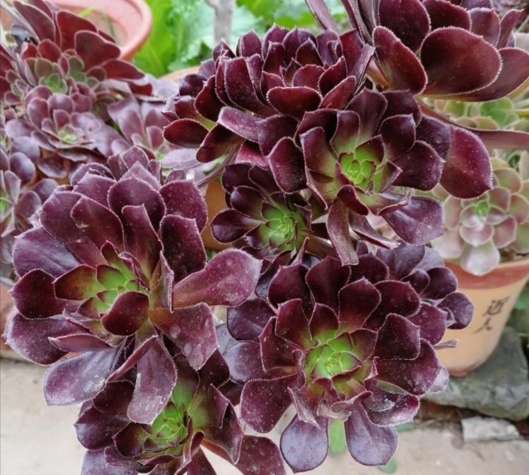 养多肉黑法师，在枝头部位切一刀，爆出更多大“花头”