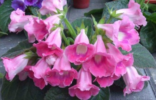 让大岩桐开花多且鲜艳的小秘诀，方法简单，值得收好