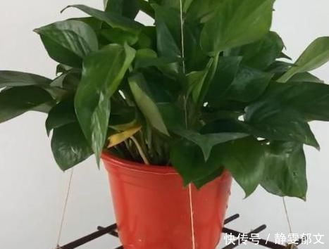 家里的旧筷子别急着扔,绑根绳子挂阳台,一年能省上百元