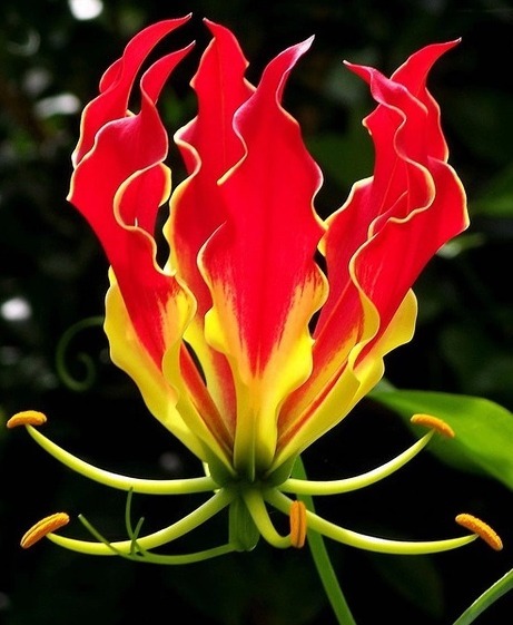 喜欢养花,不如养盆“珍稀花卉”嘉兰,如燃烧的火焰,艳丽而高雅