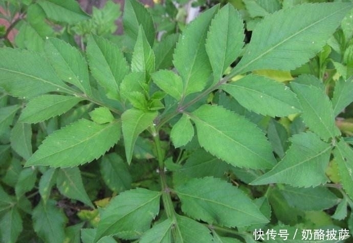 清热解毒|立秋后,体内湿气重,莫慌常用此草泡水喝,清热解毒,祛风除湿