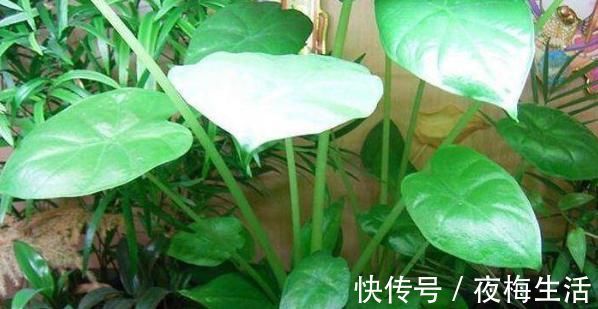 小知识|乡下一种野菜,老一辈人都认识,消肿止痛,蕴含维生素