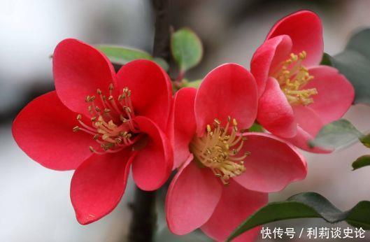 家养几款植物,娇小不占地,浇点水就呼呼长,开花满盆