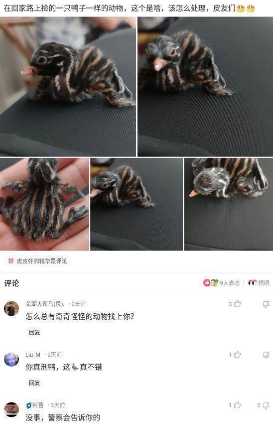 大古|神回复:迪迦奥特曼中的大古,怪兽一出现他就消失,胜利队为什么没开除他?