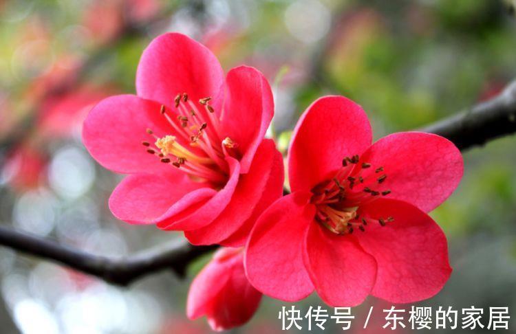 速效肥|农历7月8号起，最适合养这些花，疯狂开花，花开香气扑鼻