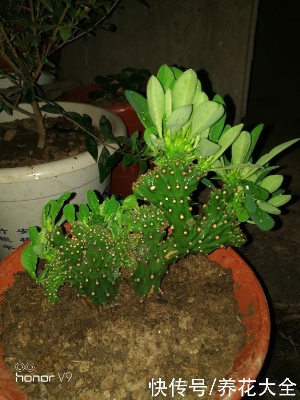 镇宅|“丑八怪”镇宅花,样子威武霸气,养在家里特安心