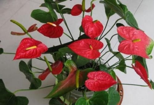  土壤|喜欢盆栽红掌吗？这里有你需要的养殖知识和繁殖技巧