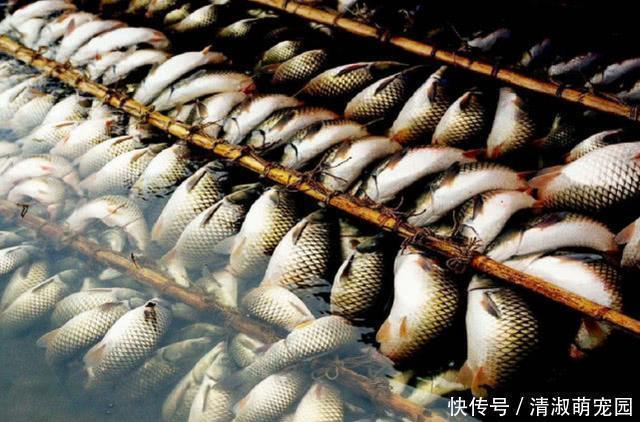 农村神奇的弓鱼术！这样绑鱼离水一天都不会死，是什么原因