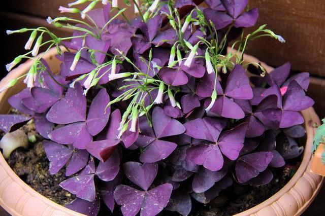 好养、好美的“4种花”,种下就活,连年开花,能养一辈子