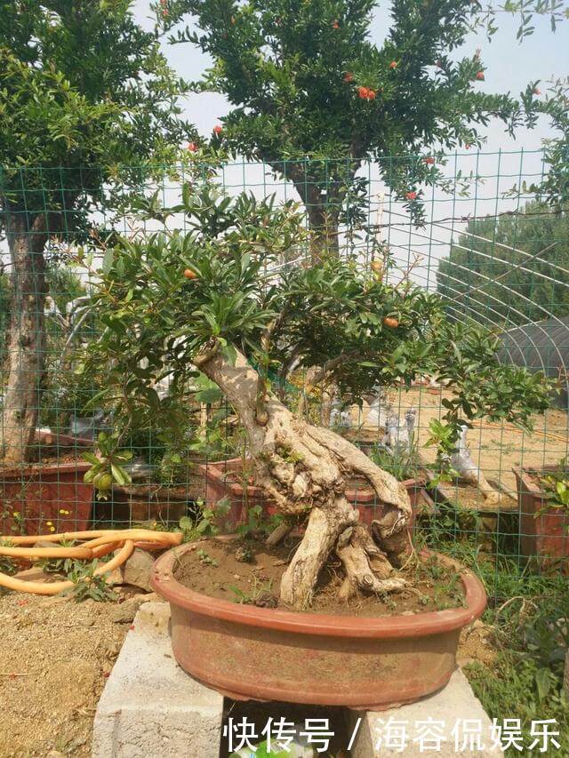 苗子|石榴盆景外形美,根系却无法附在石头上,巧用塑料瓶就解决