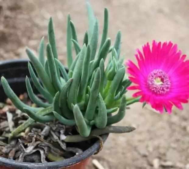 酢酱草|这5种花平时不起眼,开花后真是美爆了,都争着抢!