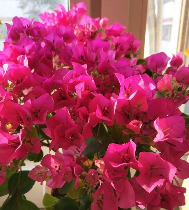 蔓性风铃花|春节不能错过的4种招财花，花香易打理，养在客厅美极了