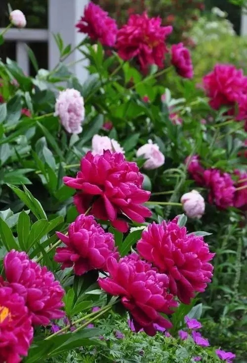 中国十大名花欣赏,美极了!