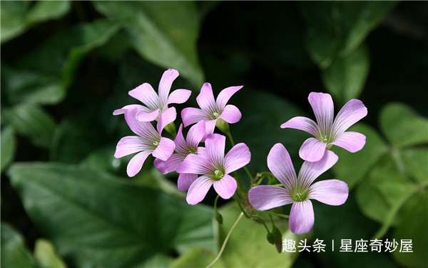 天秤座|未来20天红鸾星垂怜，桃花运入命，良缘降临，心心相印的星座