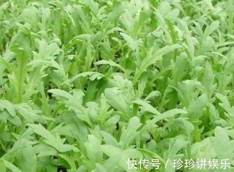 黄花菜|养肝就是保命,农村的3种野菜,养肝护肝,肝脏排毒,人才更健康