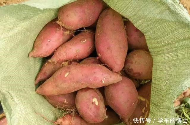 保存红薯,放地上就错了,教你3个土方法,放上半年都很新鲜!