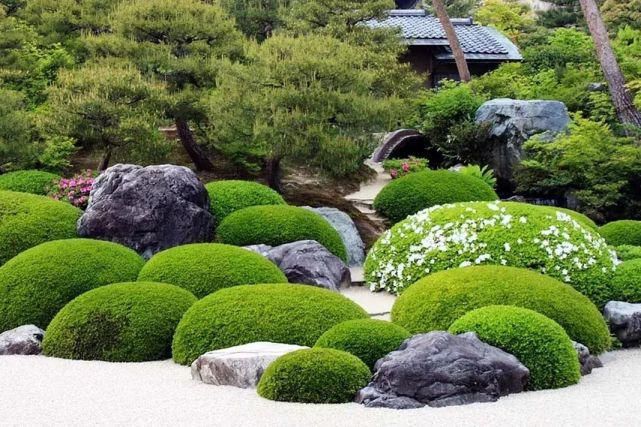植物“整形”，花样百出