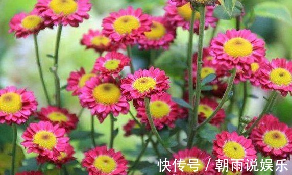 枝条|这6种漂亮的盆栽植物,原来不用花钱买,后悔现在才知道!