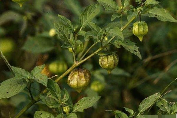 灯笼草|农村不起眼的“灯笼果”,竟有这么大的功效,如今每斤50元