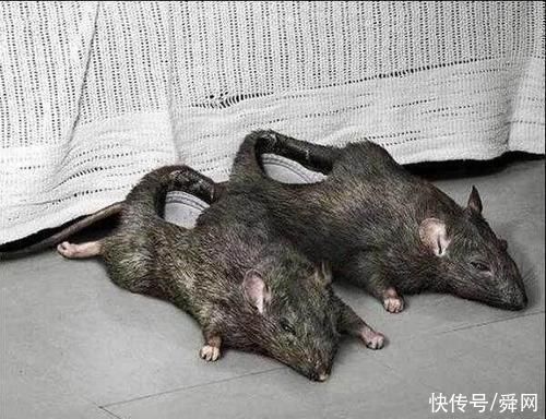 鞋子 全世界最奇葩的鞋子们,网友一双也不敢穿