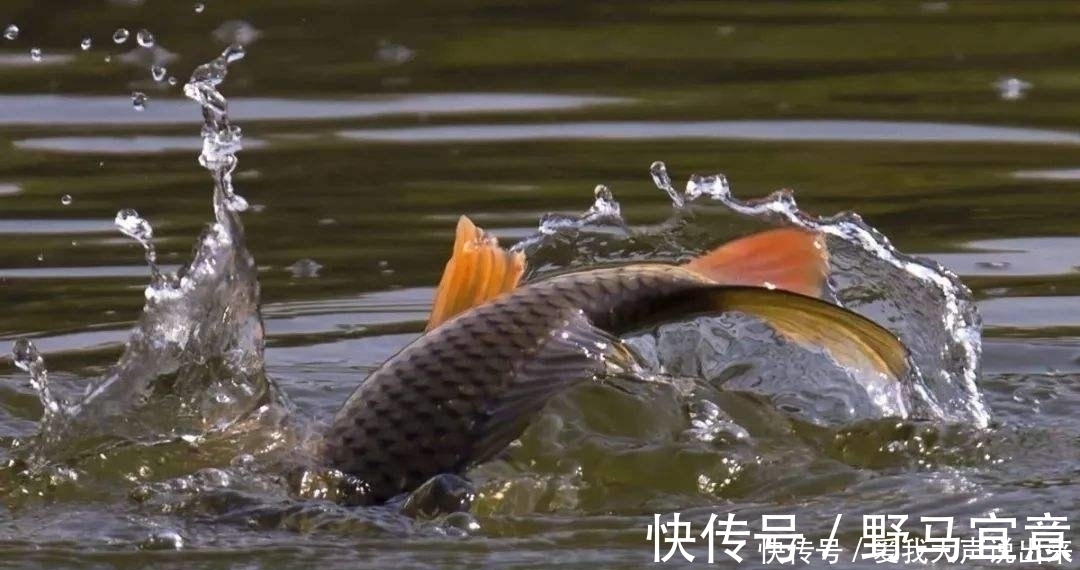 大鱼吃钩总在不经意间,为何别人能钓获大鱼,而你经常切线断钩