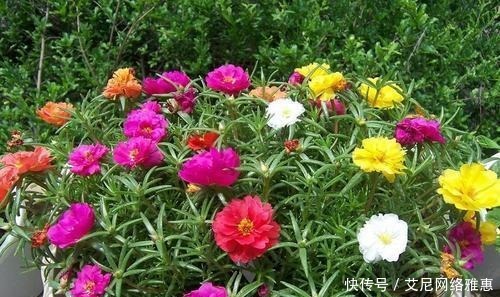 出更多|还在羡慕别人家的花草?养这些花让别人羡慕你!