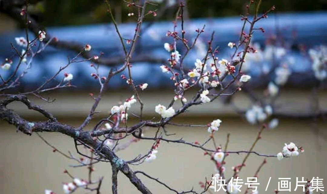 绝色#七言上联:邂逅一枝雪初霁,邀对下联,并上期优秀对联选登