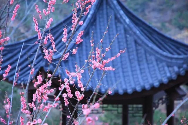 3月花果山梅园花开似海，暗香浮动，宛若仙境