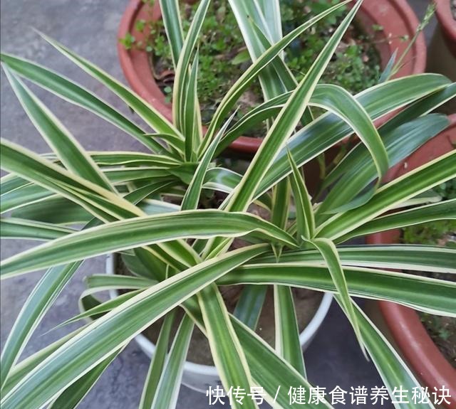 家里吊兰开花,是留还是剪,花友们这样做!