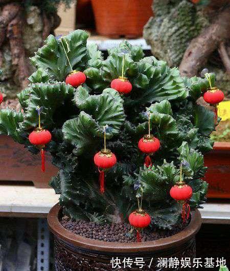 5种霸气花,个个“丑八怪”却吉利镇宅,丢在角落不管,一样爆棚