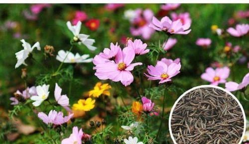 绿化带看见开败的花，随手捡了一整兜小种子，回家种出一片花海