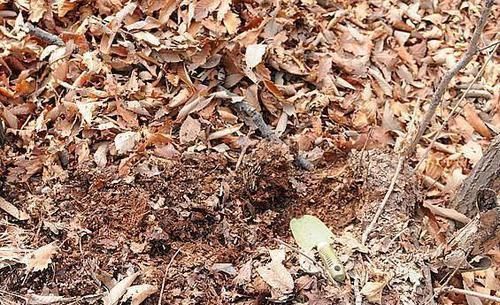 养君子兰、吊兰,就要自制营养土!叶子油绿开花快