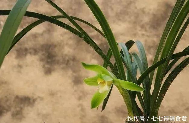 兰友|这种叶片的兰花,遇上了就不要错过,兰友运气来了