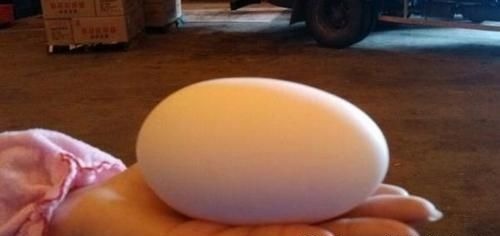 宝宝|因怀孕坚持吃鹅蛋?医生怒道:就算再无知,也别拿宝宝生命开玩笑