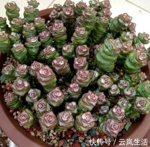 叶肥芽|养多肉植物钱串景天,注重4个地方,叶肥芽多,轻松爆盆!
