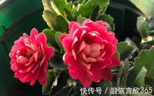 长寿|爷爷养长寿花,20天喂1勺“它”,花苞冒出来,开花200朵!